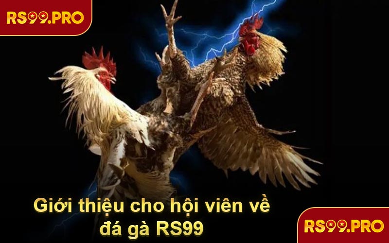 Giới thiệu cho hội viên về đá gà RS99